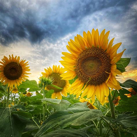 Sunflowers Photograph By Virginia Folkman Fine Art America
