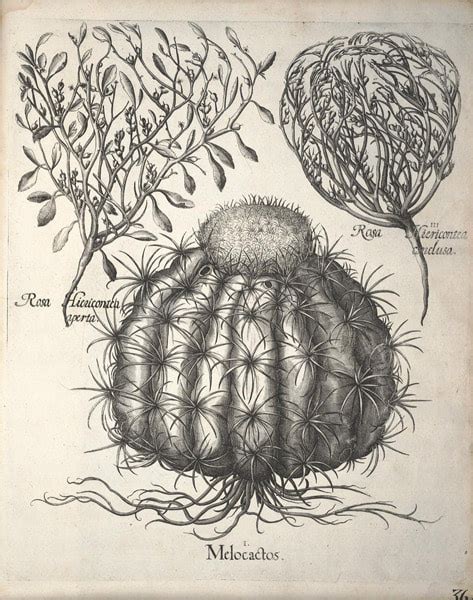 Modern Masterpieces Of Botanical Art 3 European Artists Botanical