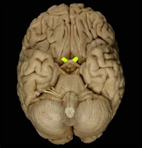 ANATOMY - Cranial nerves with pictures Flashcards | Quizlet