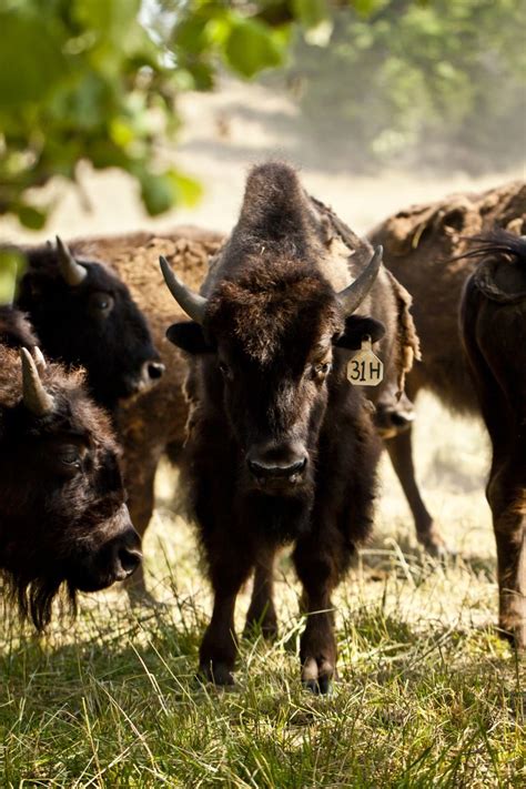 American Bison On Our Missouri Bison Ranch Photo By Nate Mares