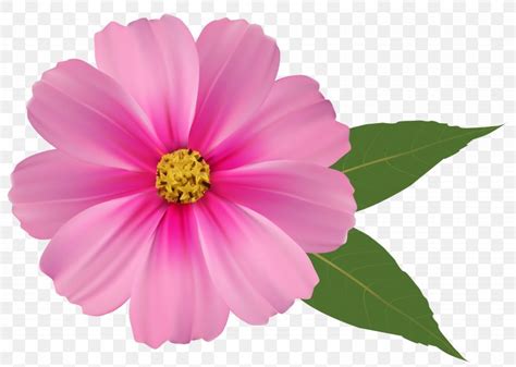 Pink Flowers Clip Art, PNG, 6195x4416px, Flower, Annual Plant, Color, Cosmos, Dahlia Download Free