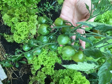 Томат Злая маслина: описание сорта, ОТЗЫВЫ (6), фото