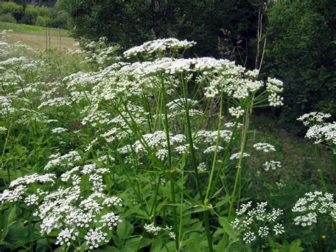 Трава сныть (145 фото) - фото - картинки и рисунки: скачать бесплатно
