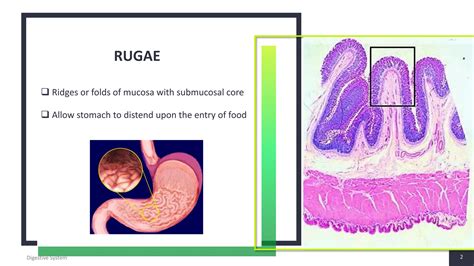 Histology of Stomach | PPT