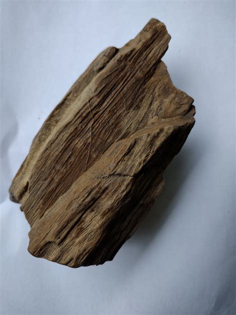 Bone Or Petrified Wood Fossil Id The Fossil Forum