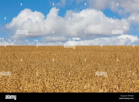 Meseta spain hi-res stock photography and images - Alamy