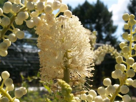 Клопогон кистевидный (Actaea racemosa)