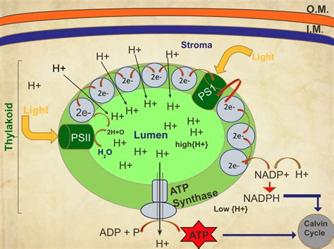 Light Dependent Reaction Diagram | Quizlet