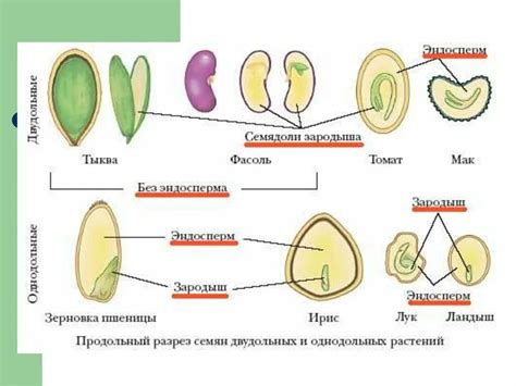 Строение семян 6 класс биология пасечник