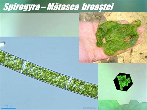 HOT Biology: 2010