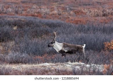 Caribou Walking On Tundra Stock Photo 1218885694 | Shutterstock