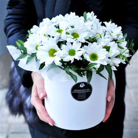 Ромашки. Хризантема ромашковая в шляпной коробке