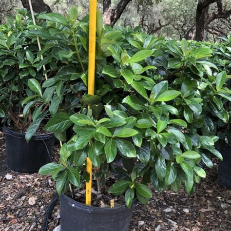 Viburnum Awabuki for Sale | PlantologyUSA.com – Plantology USA