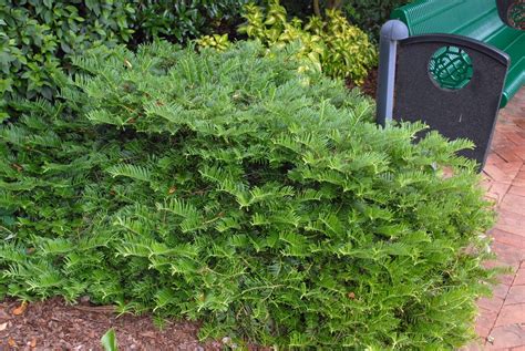 Cephalotaxus Harringtonia Japanese Plum Yew Spreading Plum Yew