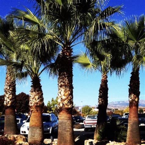 Palm trees - DISCUSSING PALM TREES WORLDWIDE - PalmTalk