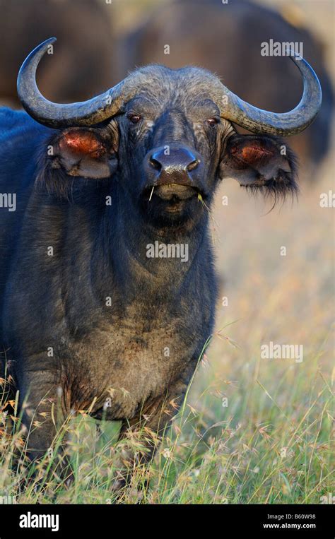 African Buffalo Or Cape Buffalo Syncerus Caffer Portrait