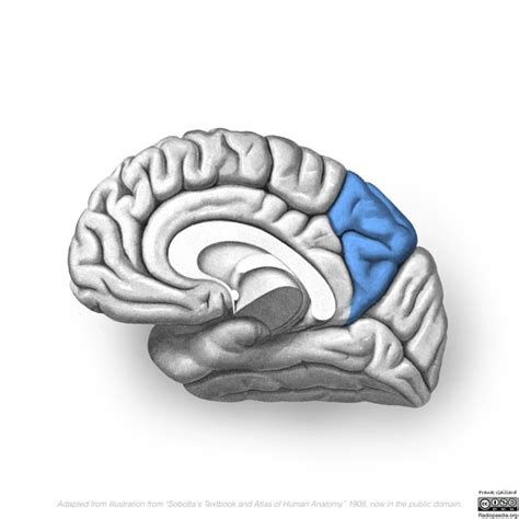 Superior Parietal Lobule Approach