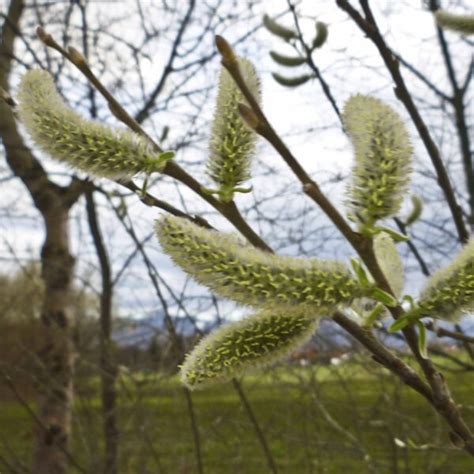 Salix Discolor 3 Pussy Willow Scioto Gardens Nursery