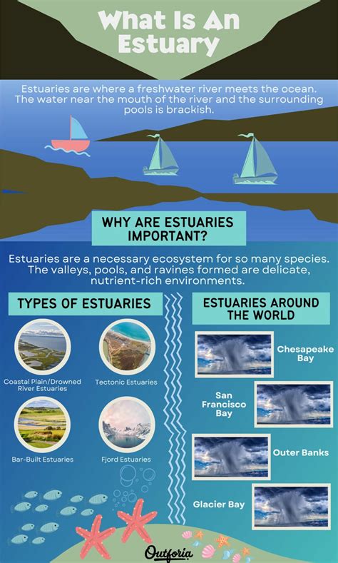 The Amazing World of Estuaries: Rivers Meet Oceans