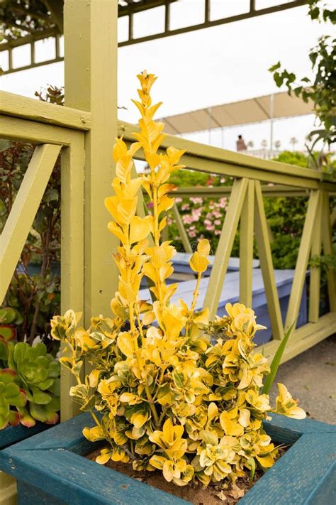 Evergreen Shrub Golden Euonymus With Green And Gold Variegated Foliage