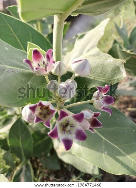 1025 Calotropis Procera Stock Photos Images And Photography Shutterstock