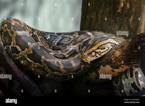 black tailed python  res stock photography  images alamy