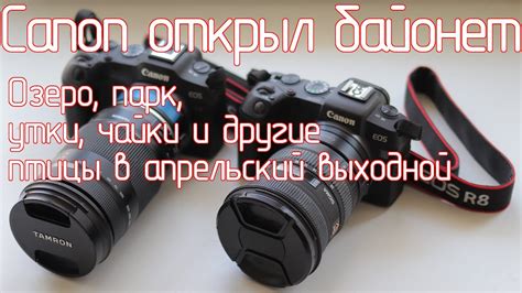 Canon открыл байонет Canon RF, Озеро, парк, утки, чайки и другие птицы ...