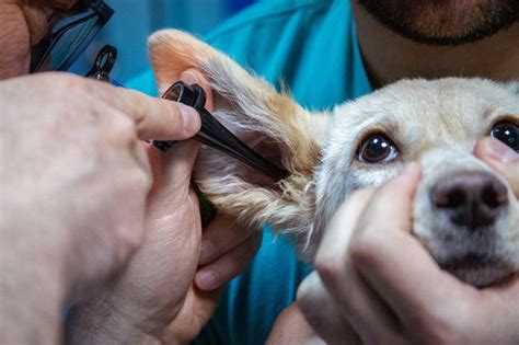 C Mo Saber Si Tu Perro O Gato Tiene Otitis Causas Y Tratamiento Survet