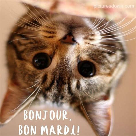 Humour Bon Mardi Image Chat Marrant