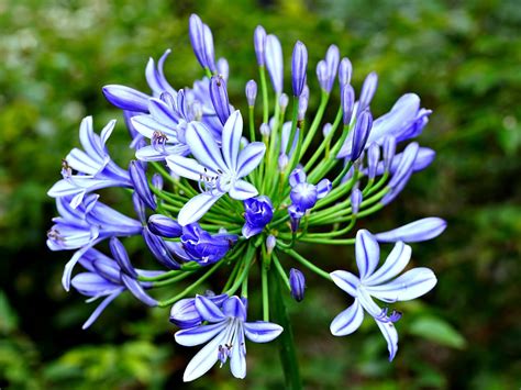 African Lily Flower Plant Free Photo On Pixabay Pixabay