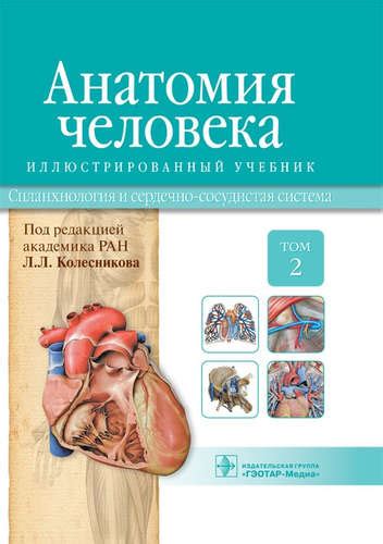 Учебник Анатомия С С - developmentbrief