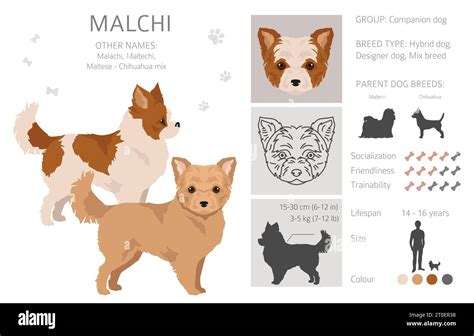 Malchi clipart. Maltese Chihuahua mix. Different coat colors set. Vector illustration Stock ...