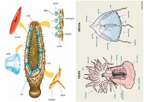Poriferos E Cnidarios - Ficha 04 - Poriferos - Cnidarios | PDF