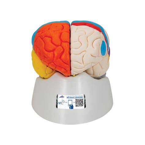 Cerebro neuro anatómico desmontable en 8 piezas 3B Smart Anatomy