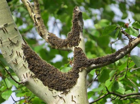 Tree Disease And Insect Infestation