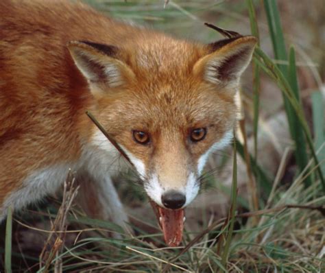 Pest animals | NSW Environment and Heritage