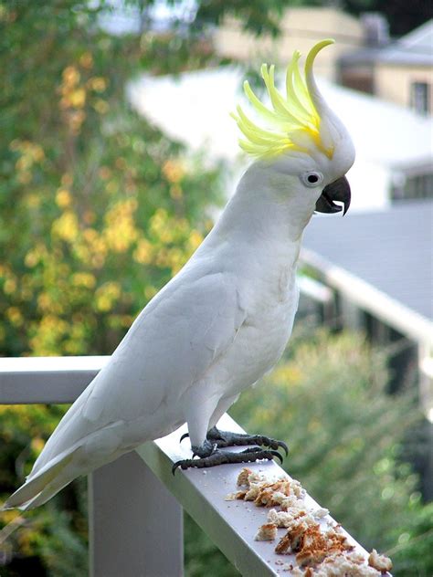 Sulphur-crested Cockatoo Free Photo Download | FreeImages