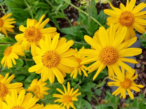 Arnica | Medicinal Uses, Healing Properties & Benefits | Britannica