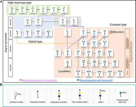 Spatial And Temporal Diversity Of Glycome Expression In Mammalian Brain