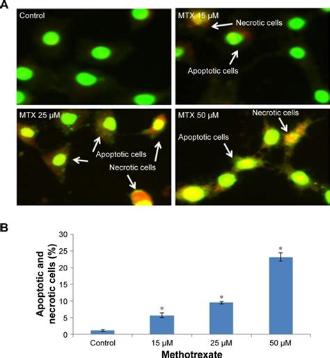 Rt Pcr Examines The Transcript Levels Of Bax Bcl And Cyt C