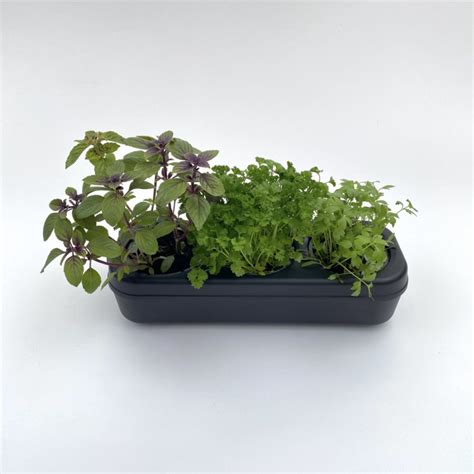 Kit Potager Urbain Basilics Bio Plantes Et Pots The Urban