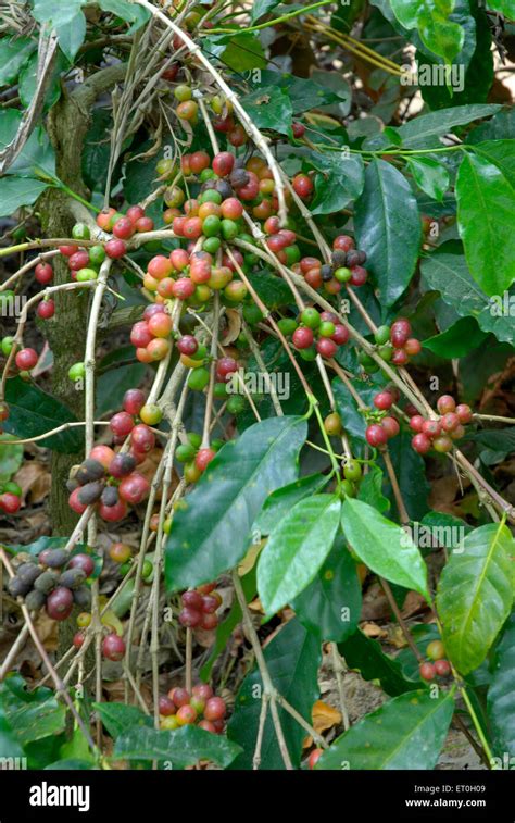 Coffee Cherry Tree Coffee Tree Coffee Cherries Tree Coffee Berry