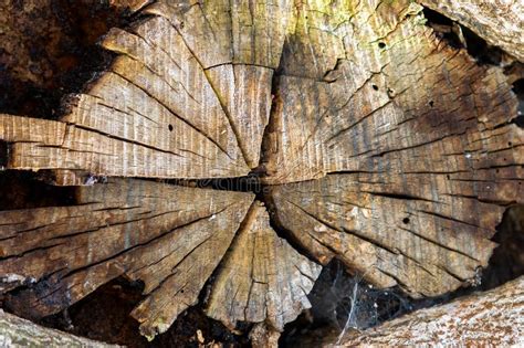 Close Up View Of Old Chopped Off Tree Branch Stock Image Image Of