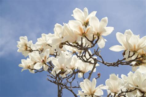 Magnolie » Die schönsten Farben für Ihren Garten