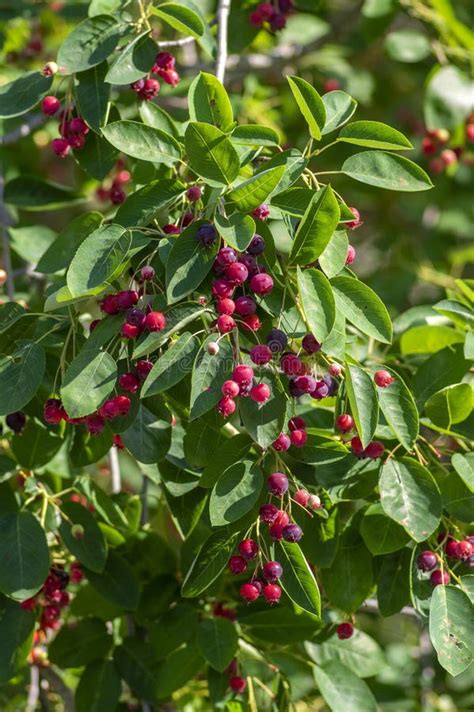 Amelanchier Lamarckii Ripe And Unripe Fruits On Branches Group Of