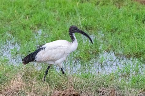 African Sacred Ibis, African Bird Stock Photo - Image of lake, sacred: 153546712