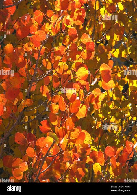 Backlit Quaking Aspen Populus Tremuloides Leaves In The Rare Golden