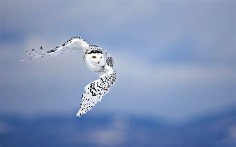 Owl Flying Bird Wallpaper Hd Animals 4k Wallpapers Images And