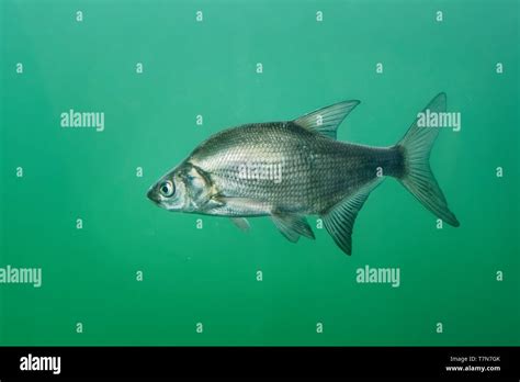 Sandbrasse -Fotos und -Bildmaterial in hoher Auflösung – Alamy