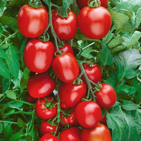 Томат Сын героя: описание сорта помидоров, характеристики. Особенности ...